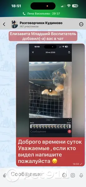 Пропала собака, Кудиново, Московская область - дружелюбный метис овчарки - photo