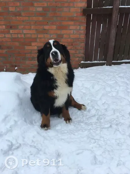 Пропала собака, Донецк, Ростовская область - девочка Бернского зенненхунда - photo