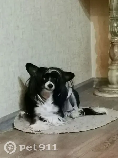 Пропала собака, Трудовая улица, 93, Тверь - китайская хохлатая, пугливая - photo