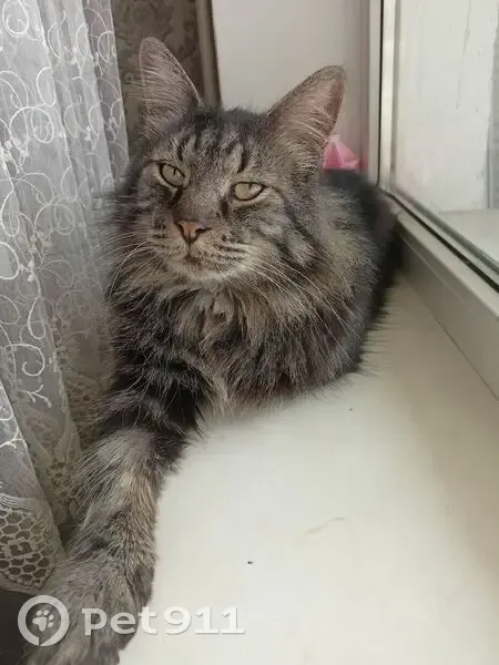 Найдена кошка, Станкостроительная улица, Краснодар - кастрированный, добрый - photo