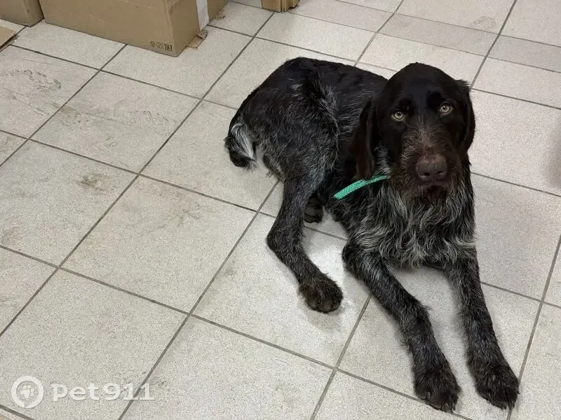 Найден собака, Красная улица, Славянское городское поселение - мальчик с цепью - photo