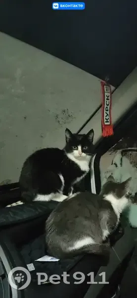Пропала кошка, улица Бойцов 9-й Дивизии, городской округ Курск - черно-белая, выбежала из машины - photo