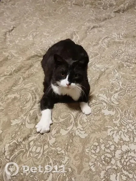 Пропал кот, Центральная улица, 52 к2, Кудрово - чёрно-белый с белым ошейником - photo