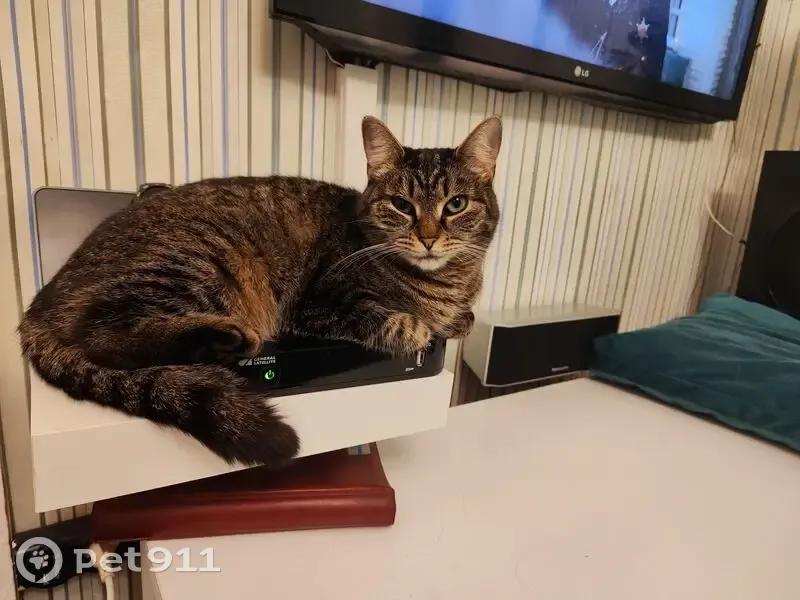 Пропала кошка, улица Ломоносова, 64, Парголово - миниатюрная полосатая - photo