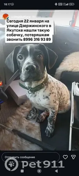Найден собака, мужской, улица Дзержинского, 57, Якутск - photo