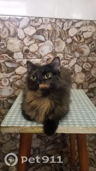 Пропала кошка, Сыровский тупик, 3, Подольск - черно-рыжая, пугливая - photo