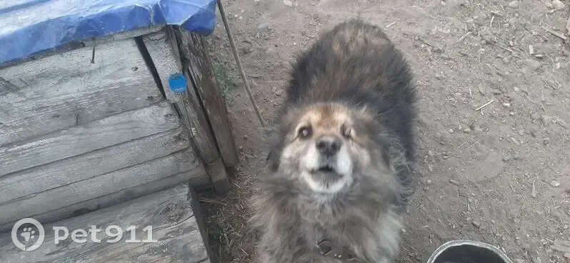 Пропал собака, улица Шевченко, 192, Кызыл - шрам на одном глазе - photo
