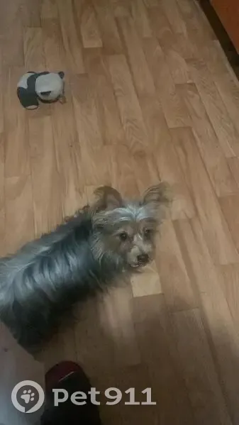 Пропала собака, Уфа, Башкирия - серо-коричневый с белой чёлкой - photo