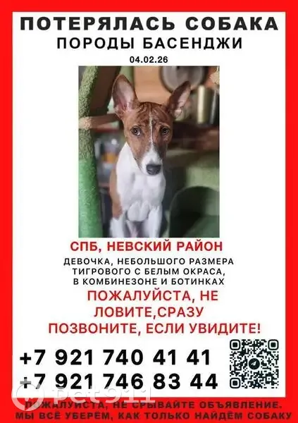 Пропала собака, Искровский проспект, Санкт-Петербург - щенок басенджи, рыжего окраса - photo
