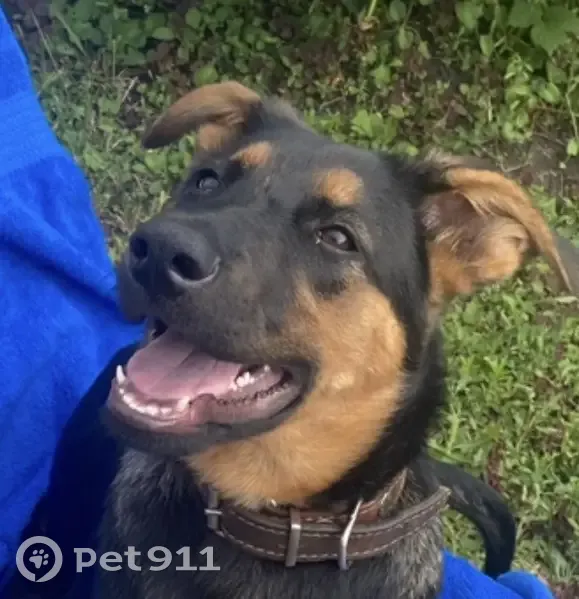 Пропала собака, Пенза, Пензенская область - девочка, откликается на имя Бетта - photo