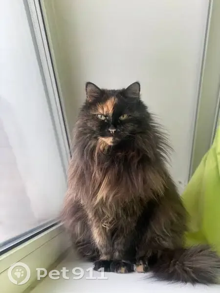 Пропала кошка, Боборыкино, Московская область - взрослая, 11 лет - photo