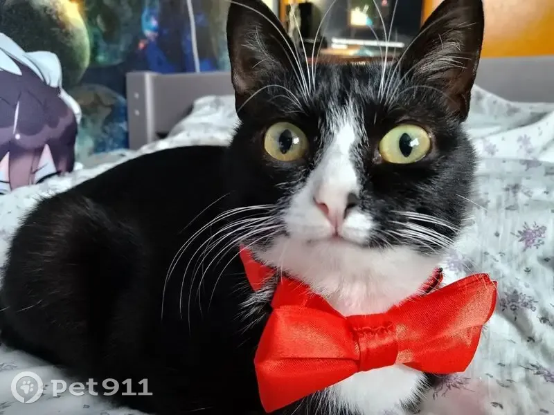 Пропала кошка, улица Гагарина, 7, Артёмовский - чёрно-белая с пятном на носике - photo