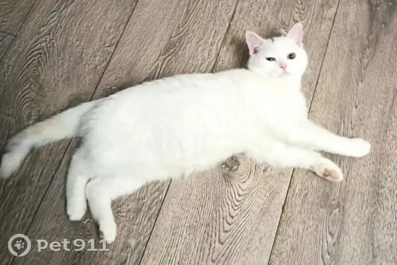 Пропала кошка, Центральная улица, 12, Санкт-Петербург - белый окрас, чёрная полоска на голове - photo