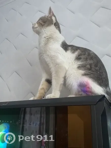 Пропал кот, проспект Станке Димитрова, 2, Брянск - полосатый хвост, пятна как у леопарда - photo