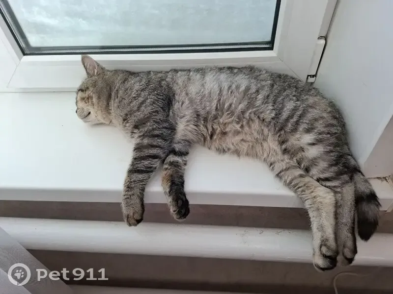 Пропал кот, улица 9 Мая, 129, Елецкое - полосатый Лева - photo