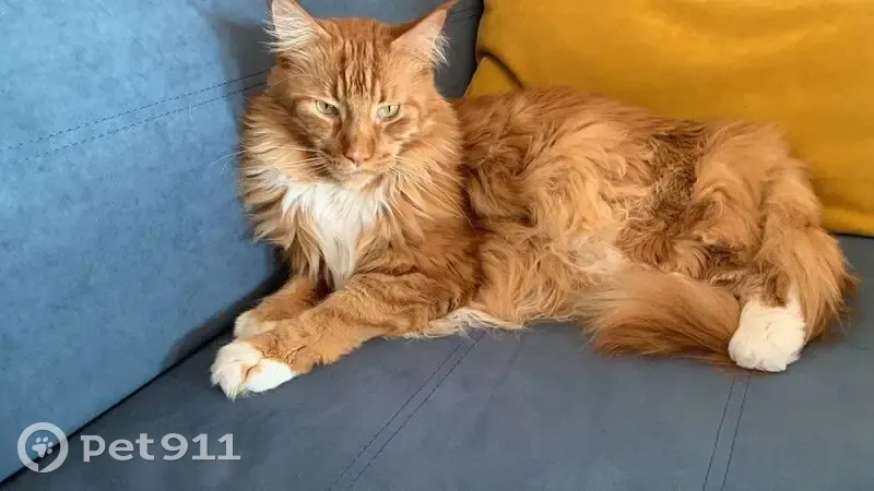 Пропал кот, Телевизионная улица, 38, Омск - рыжий, пугливый и ласковый - photo