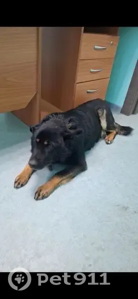 Пропал собака, Мегион, тёмный с рыжими пятнами и тёмно зелёным ошейником - photo