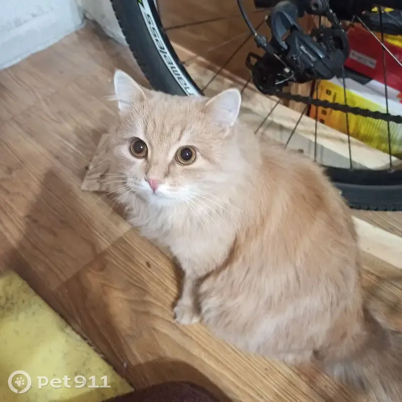 Пропал кот, улица Мира, городской округ Пенза - большой пушистый рыжий - photo