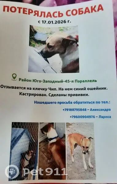 Пропал собака, 2-й Юго-Западный проезд, 9А к2, Ставрополь - рыжий с белым, синий ошейник - photo