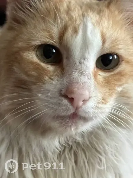 Пропал кот, Безымянная улица, 17, Белинский - рыжий с голубым ошейником - photo