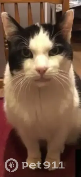 Пропал кот, 1-й Северный переулок, Иваново - черно-белый, беззубый - photo