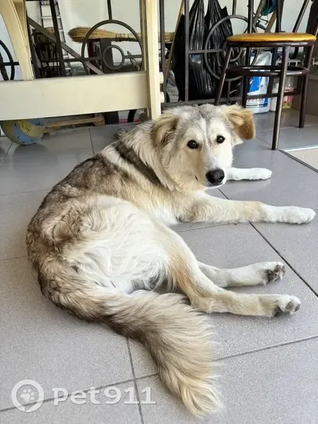 Пропала собака, мужской, Пионерская улица, Нальчик - рыже-бежевый окрас, оранжевый ошейник - photo