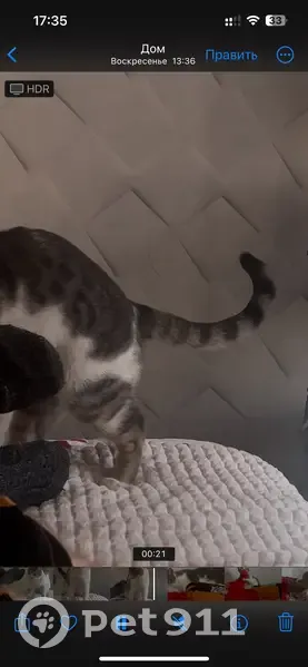 Пропал кот, проспект Станке Димитрова, Брянск - леопардовые пятна на спине - photo