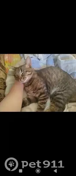 Пропал кот, Печёрская улица, 131, Самара - ушел гулять и не вернулся - photo