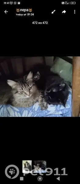 Пропала кошка, Печёрская улица, 131, Самара - photo