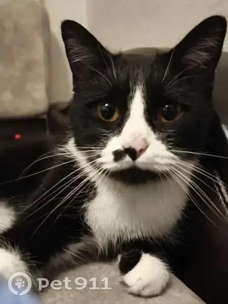 Пропала кошка, проспект Победы, 71, городской округ Липецк - чёрно-белая с чёрным пятнышком на носике - photo