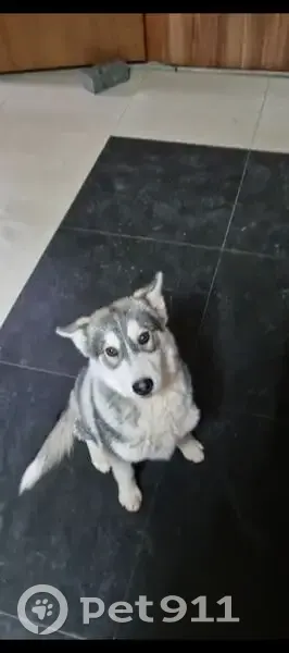 Пропала собака, женский пол, улица Добролюбова, 36 к10, Волгоград - подхрамывает на переднюю правую лапу - photo