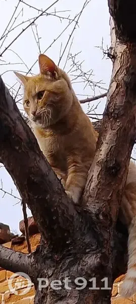 Пропал кот, улица Летягина, 24, Троицк - рыжий, ушел из дома - photo