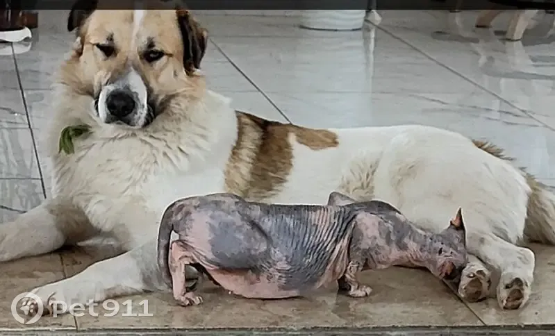 Пропала собака, Центральная улица, 71, Малая Валяевка - белая шерсть с рыжими вставками - photo