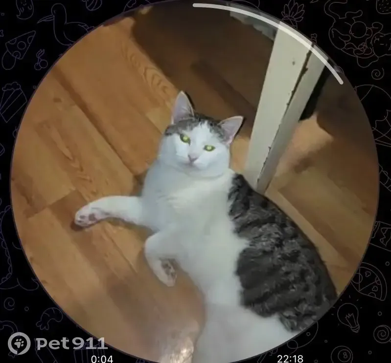 Пропал кот, улица Октябрьской Революции, Коломна - напуган и не кастрирован - photo