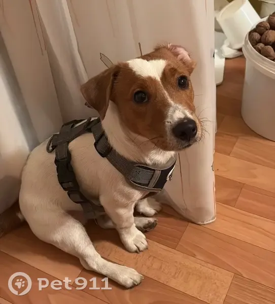 Пропал собака, Супонево - photo