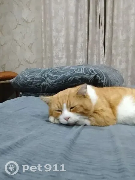 Пропал кот, улица МОПРа, 146, Майкоп - бело-рыжий - photo