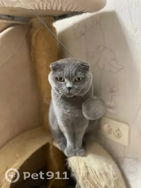 Пропала кошка, Звенигородская улица, 28, Санкт-Петербург - шотландская вислоухая, пугливая - photo