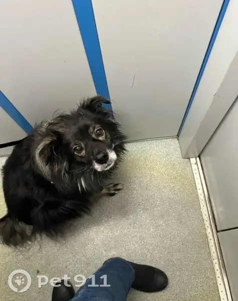 Пропал собака, Туркестанская улица, 41, Оренбург — кобель по кличке Малыш - photo