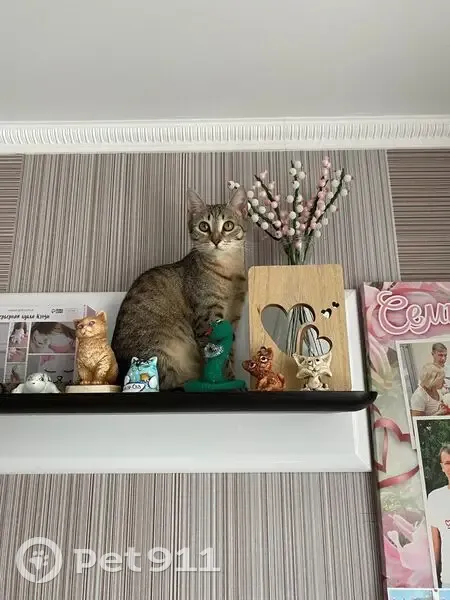 Пропала кошка, улица Королёва, Зеленодольск - после стерелизации осталась нитка - photo