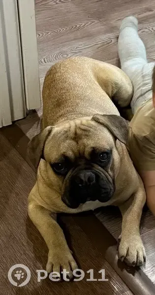 Пропала собака, мужской, Татарка, Ставропольский край - photo