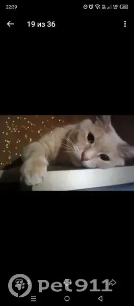 Пропал кот, проезд Моторостроителей, 4, Ярославль - персикового окраса, с зелёным ошейником - photo