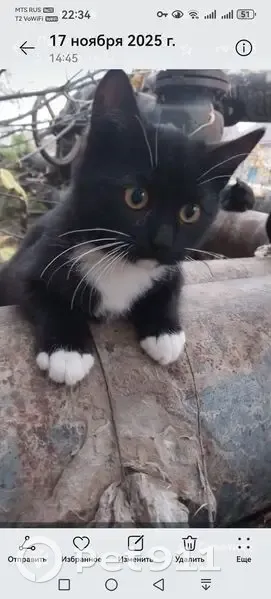 Пропала кошка, улица Ю.Фучика, 22 к2, Тула - белые лапки, возможно девочка - photo