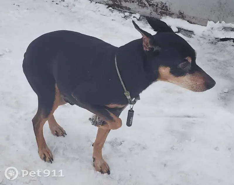 Пропал собака, Венёвская улица, Москва - цверк пинчер с черным кулоном - photo