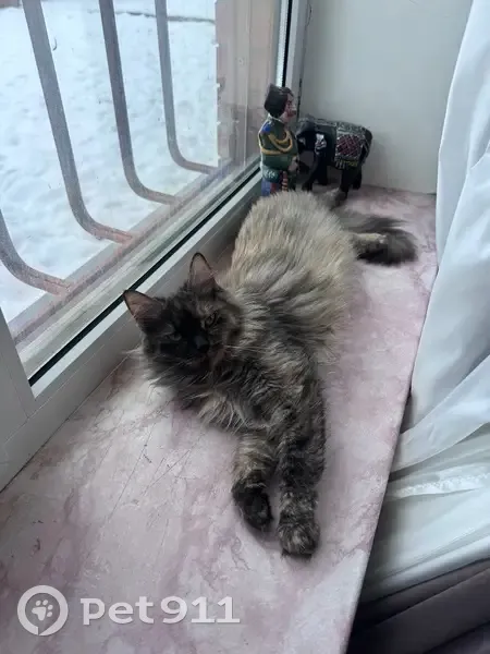 Пропала кошка, Ореховая улица, 487, Краснодар - трёхцветная с большим пузиком - photo