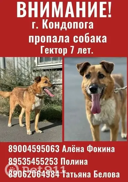 Пропала собака, Сандальская набережная, 75, Кондопога - рыжий с белыми отметинами - photo