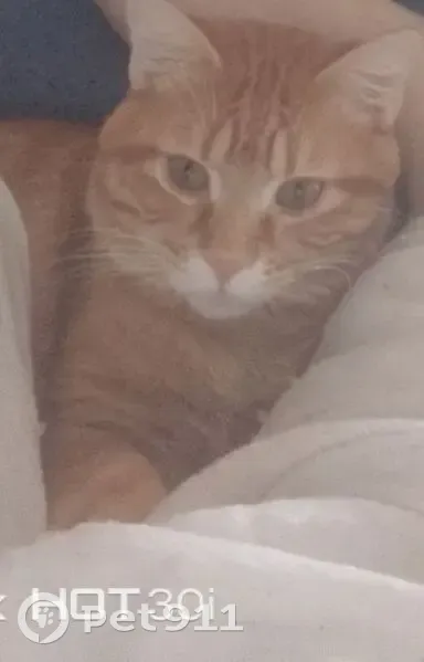 Пропал кот, Карагандинская улица, 5, Артём - photo