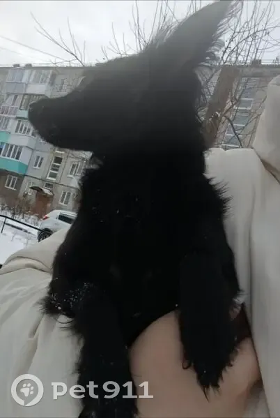 Пропал собака, улица 50 лет Профсоюзов, 128, Омск - длинношёрстный той терьер - photo