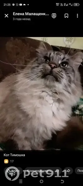 Пропала кошка, 3-й переулок Победы, 44, Черняховск - возможно, в подвале - photo