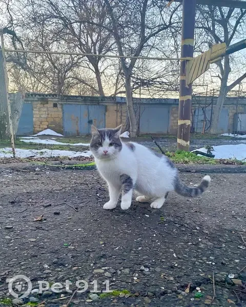 Пропал кот, улица Королёва, 11, Изобильный - молодой, пугливый - photo