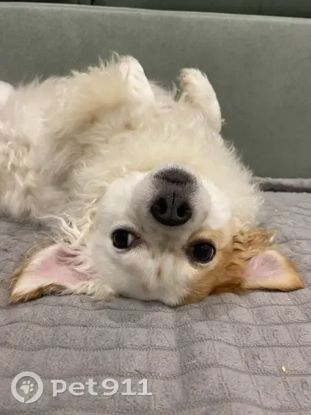 Пропал собака, Пошехонское шоссе, Вологда - рыжие пятна, убежал от собаки - photo